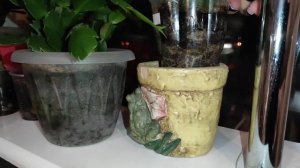 03.02.21.Декабрист.. удобряю -монокалий фосфат.