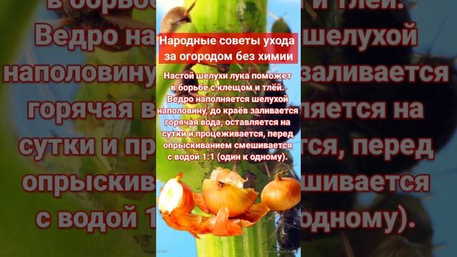 луковая шелуха против тли