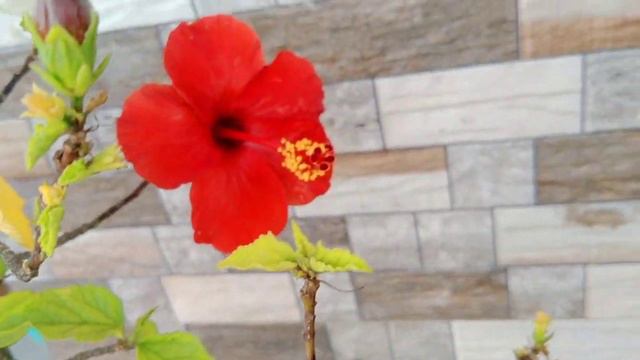Cherry Red Hibiscus Flower plant l whitehousegardening07 l flowering l short l flower смотреть онлайн