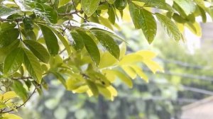 МЕЛОДИЯ ДОЖДЯ.