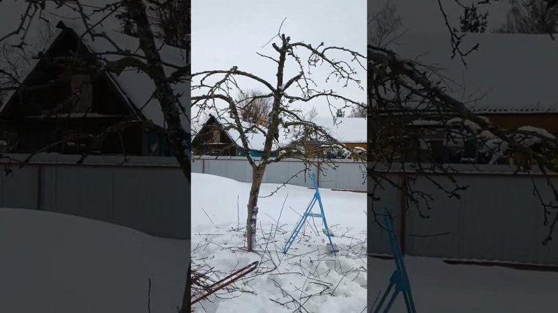 Обрезку деревьев продолжаю, даже зимой... Сад. Дачные будни