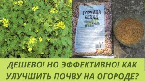 Делаю почву на огороде рыхлой и плодородной. Вместо навоза посев Сидератов.
