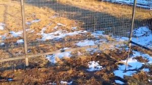 #ейск, #ОднаНаДачах Делала забор.