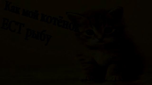 КАК МОИ КОТЯТА ЕДЯТ РЫБУ :) смотреть онлайн