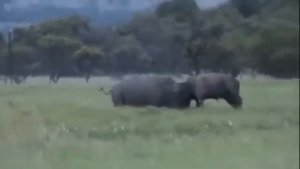 Носорог против бизона