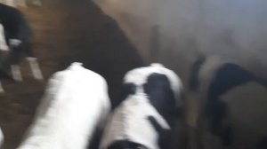 бычки холмогоры от 1 месяца 89021269981.вацап Ульяновск