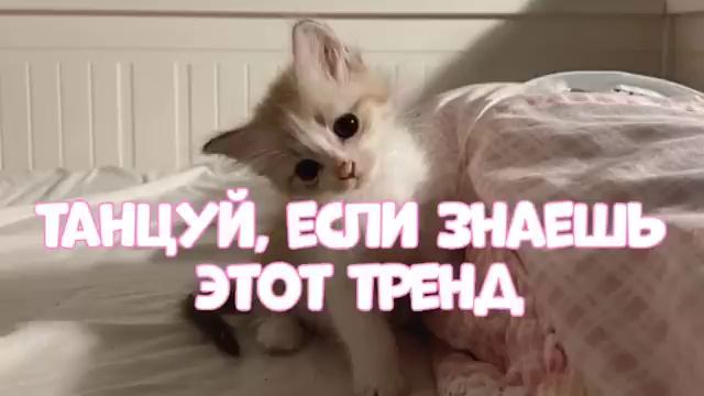 ?✨?Танцуй если знаешь этот тренд??✨ Лучшие Тренды Тиктока 2023 ??Тренды Тик Тока 2023 смотреть онлайн