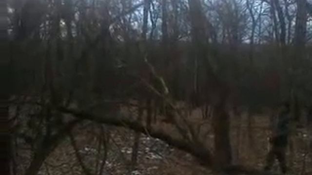 Валка леса бензопилой штиль