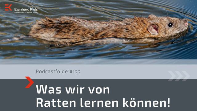 Was wir von Ratten lernen können!