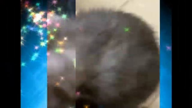 Коты, Кошки и котята. Порода Египетская Мау! смотреть онлайн