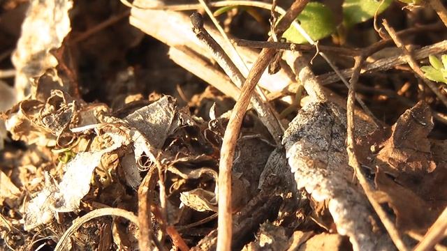 1 апреля 2019 Клопы солдатики и муравьи смотреть онлайн