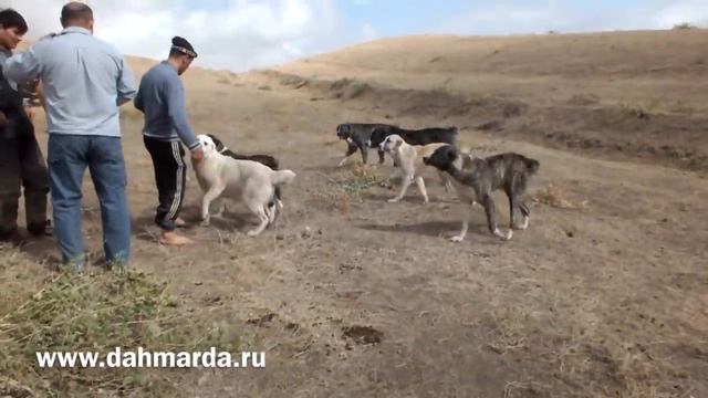 Аборигенные САО, таджикские саги дахмарда глазами зарубежных "экспертов" смотреть онлайн