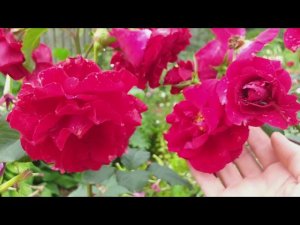 РОЗЫ Грандесса БАЙКАЛ Яркие!