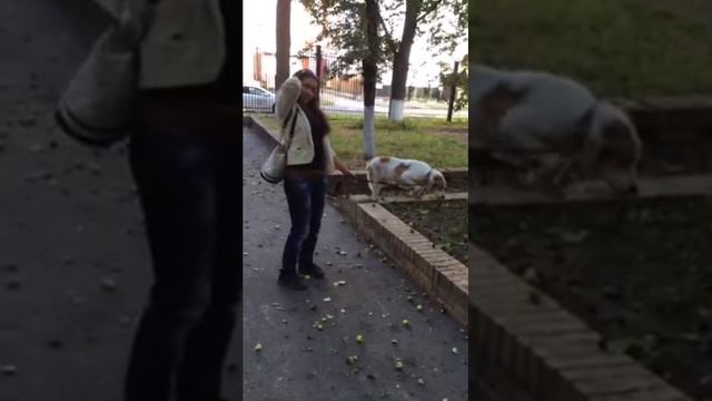 САО АМИР выздоравливает! смотреть онлайн