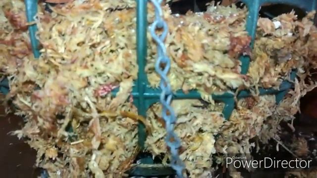 #Пересадка#Paph#micranthum#Paphiopedilum#micranthum смотреть онлайн