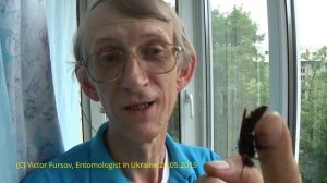 Гигантская Оса Сколия Живет На Балконе! Monster Wasp Scolia Feeds on Honey, Kiev Ukraine