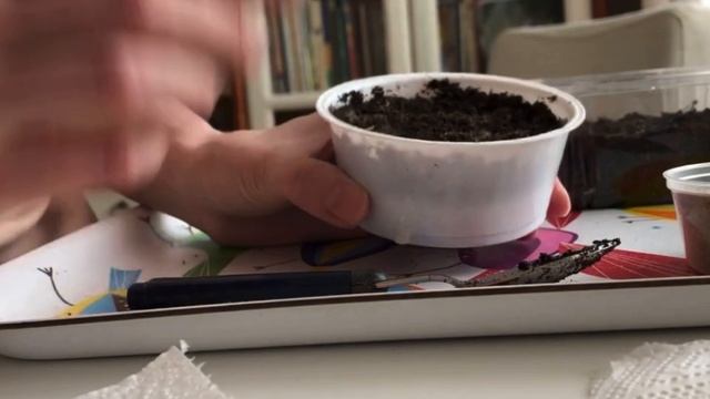 Пора сеять астры. Астры зацветут уже в июне! смотреть онлайн