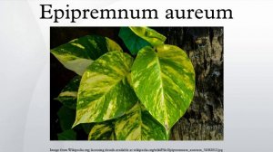 Epipremnum aureum