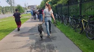 Дрессировка собак. Преодоление страхов.