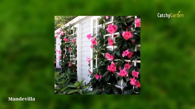 Top 6 Fast Climbing Flowers To Grow In Your Garden 🌺🌿🌷 смотреть онлайн