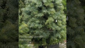 Пихта одноцветная Конколор