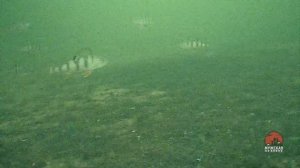 Как найти рыбу зимой на водоеме  Находим рыбу быстро и легко с помощью подводной камеры