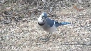 Bluejay Fuji HS30