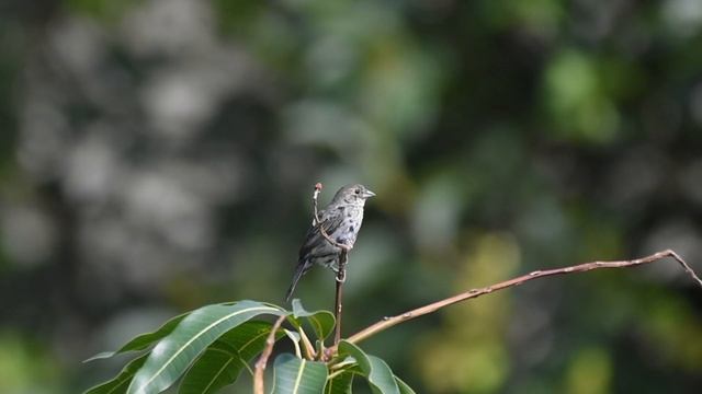 Tiziu pardo cantando na natureza uma máquina mesmo sem fêmea !!! смотреть онлайн