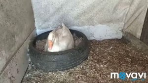 Инкубационный сезон продолжается/гусыня с гусятами/вывод у индоутки/