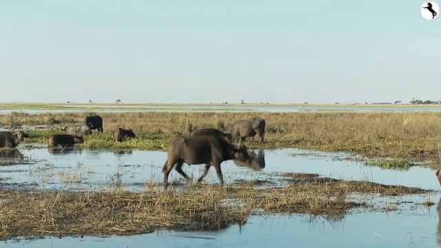 Cape Buffalos | African Savanna #4 🐃| Learn to Read - Animals for Kids & Babies | Wild Africa