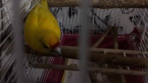 Я КАКАЮ ! Как попугай говорит СПАСИБО . Я ем и какаю )