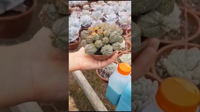 Calda Bordalesa Pronta Fungicida Para Suculentas Cactos e Plantas Verdes смотреть онлайн