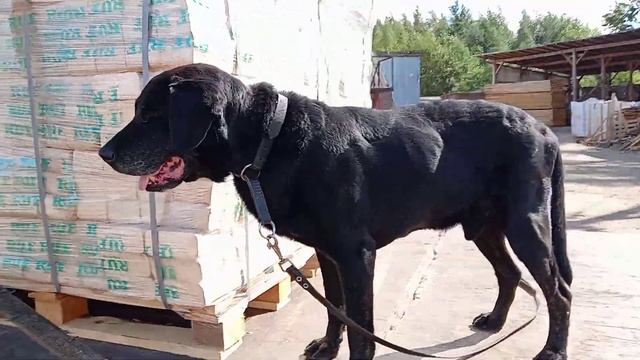 Крепление Груза Стропа Топливны Брикеты Жил Был Пес Музей Пса смотреть онлайн