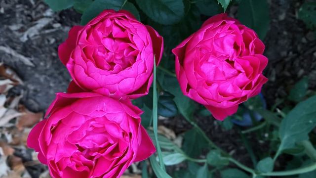 你最喜欢哪一款？底下留言我告诉你名字😀夏天.院子里的玫瑰 смотреть онлайн