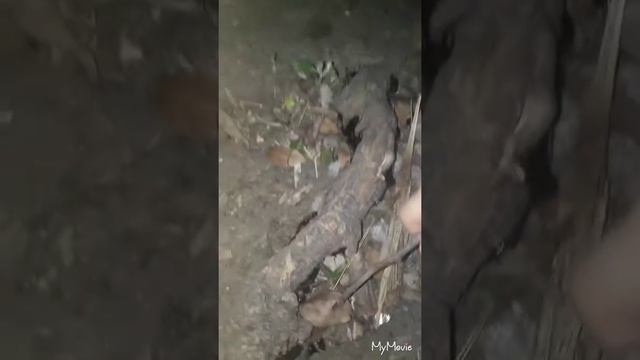 НАШЕСТВИЕ ТАРАКАНОВ НА ДЕТЕЙ//ГДЕ ВЗЯТЬ ЧЁРНОГО ТАРАКАНА//