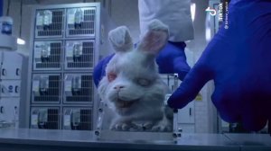 КРОЛИК РАЛЬФ || СПАСИ КРОЛИКА || испытания над животными