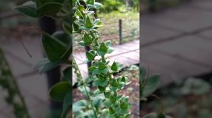 Видео обзор цветка наперстянки. Video review of foxglove flower.