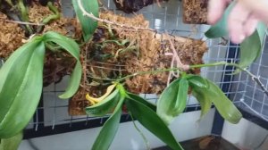 ''Orchid house'' after 2 weeks without me