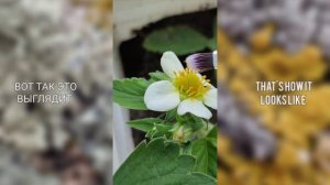 КЛУБНИКА НА БАЛКОНЕ: Эксперимент прошел успешно | Strawberry on the balcony