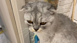 ВЛОГ: Готовим крабсбургеры | Сладун чуть не выпал из окна | Маруся в магазине