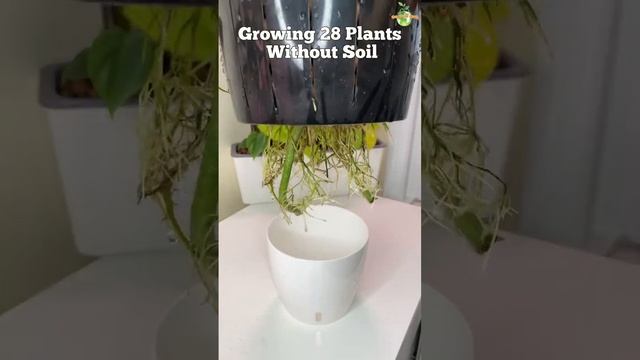 28 Plants That You Can Grow Without Soil смотреть онлайн