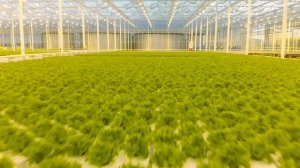 Тепличный комплекс Мистер Грин