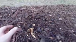 Закладка траншеи для голубики, как и чем заполнять, примерные размеры траншеи