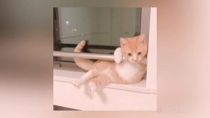 КотоЛовушка - ПОЧЕМУ КОТИКИ ВСЕГДА САДЯТСЯ В КРУГ