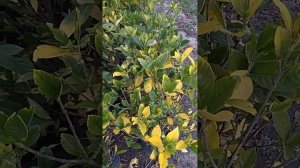 El jazmín del cabo o jazmín de la india (Gardenia jasminoides) es un arbusto de hojas perennes.