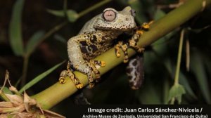 Otherworldly 'Lord of the Rings' frog discovered in the mountains of Ecuador