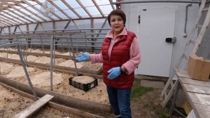 9°С технология выгонки тюльпанов. Посадка