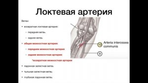 Артерии верхней конечности плечевая, лучевая, локтевая, артерии кисти