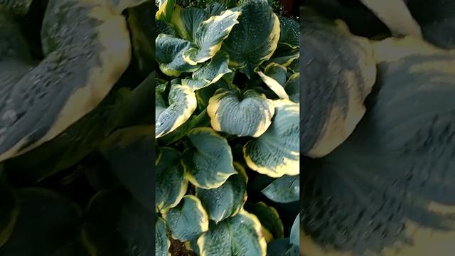 Хоста Пицца смотреть онлайн