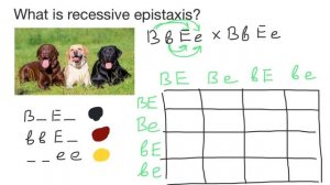 Recessive Epistasis